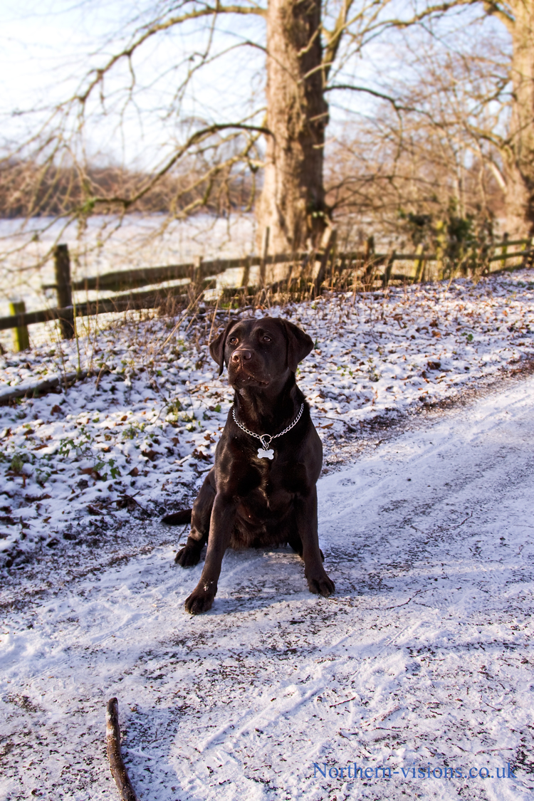 Holly-snow-waiting.web.jpg